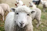 Crescătorii de animale, în pragul falimentului. Producția de carne și lapte din România, grav afectată