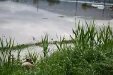 Cod galben de inundații în România. Zeci de râuri din peste 20 de județe, sub avertizare până sâmbătă