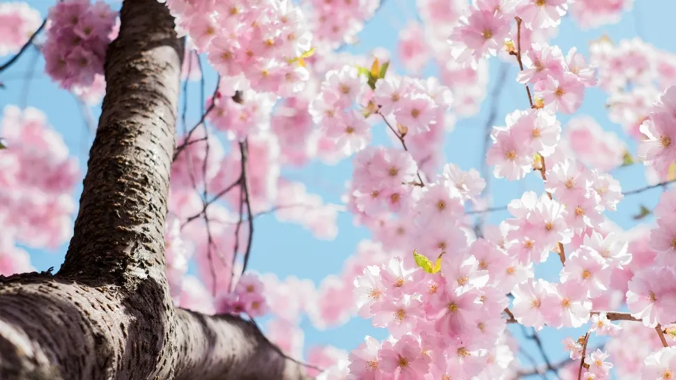 vremea