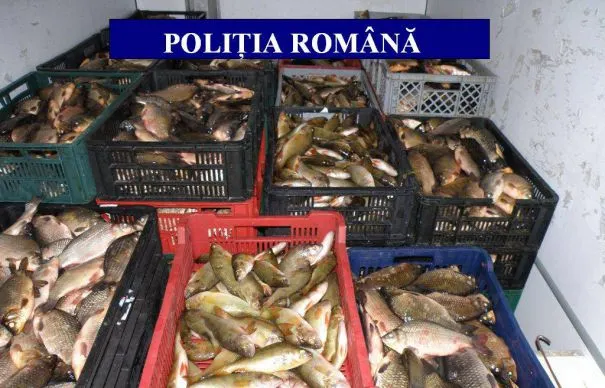 peste-confiscat-465x390