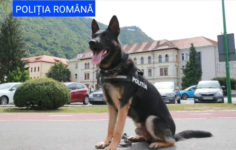 caini