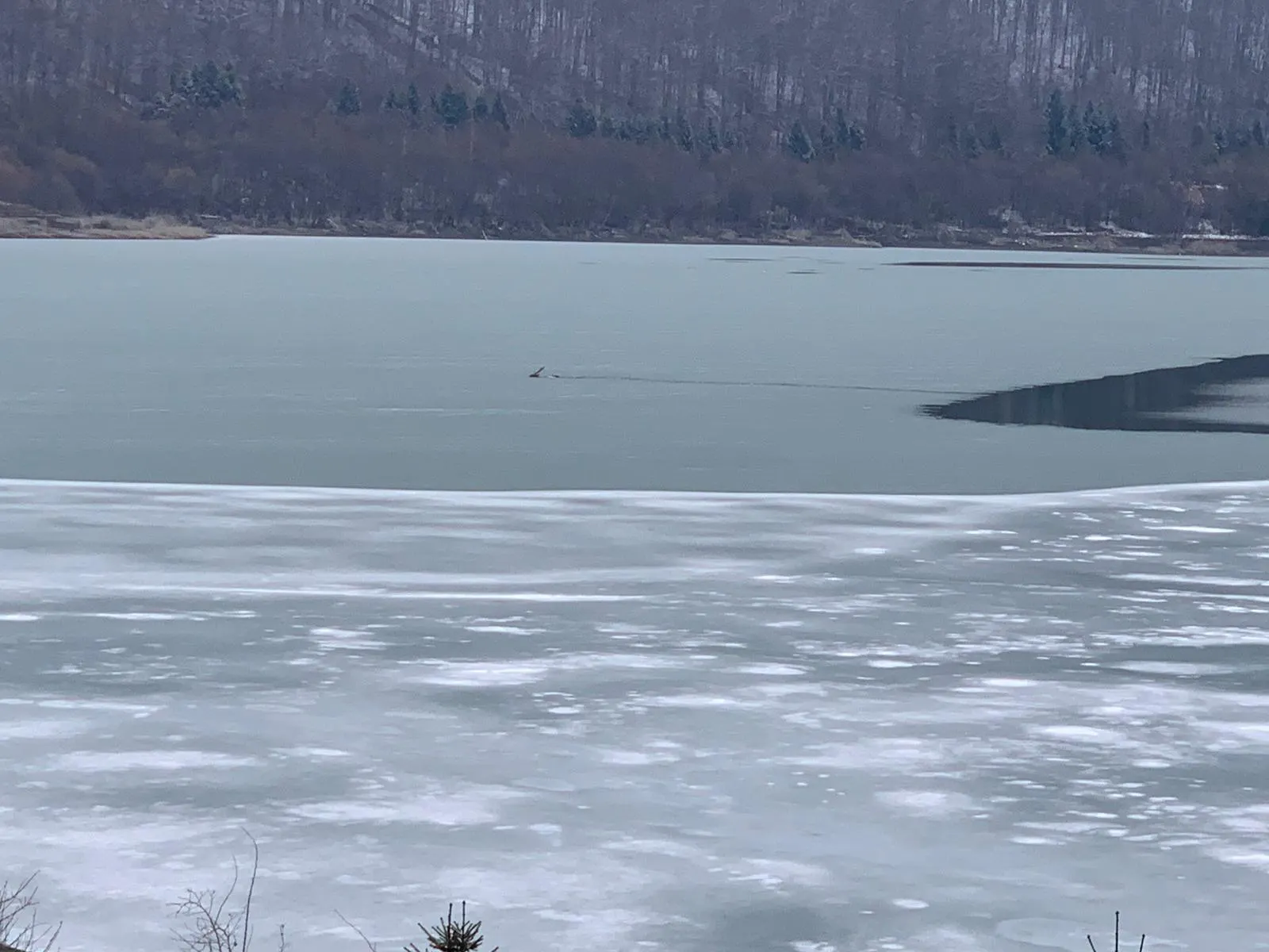 cerb cazut in lac