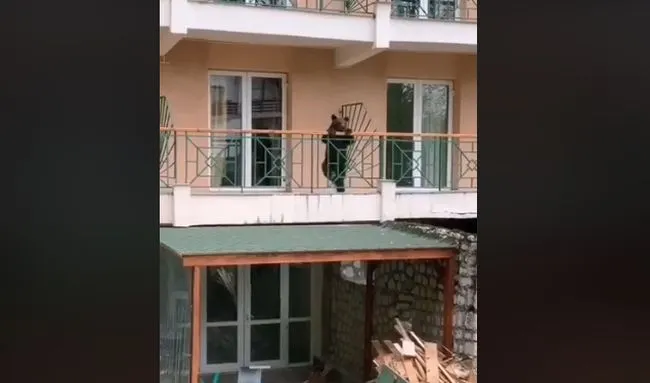 ursulet poza