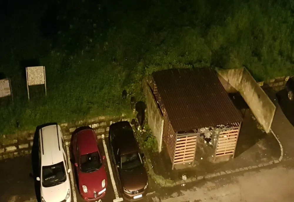VIDEO Ursoaică și trei pui, în această seară, în Răcădău