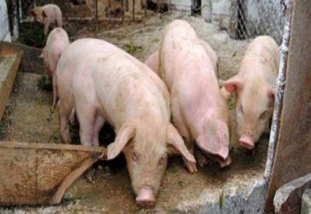 Focar de pestă porcină africană, în județul Brașov