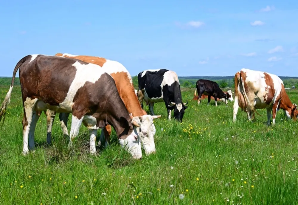 APIA primește cereri pentru ajutorul de stat în sectorul creşterii animalelor
