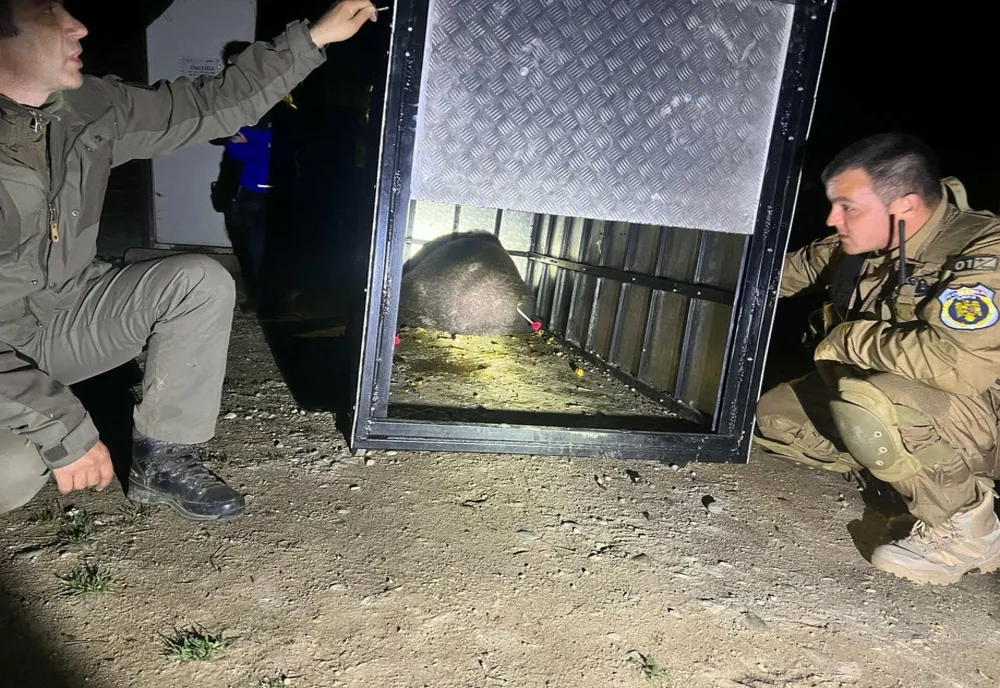 Încă un urs a fost capturat, miercuri seara, la Râșnov!