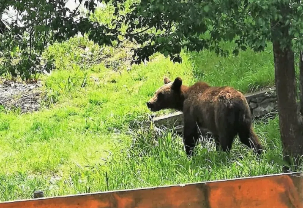 VIDEO Pui de urs salvat de jandarmi după ce a căzut într-un canal