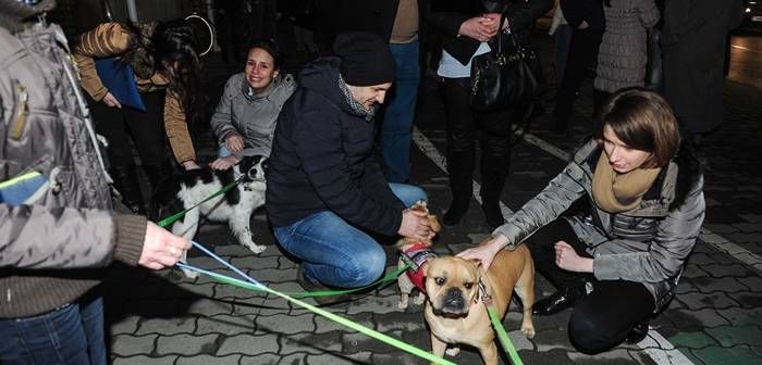 protest-caini-08-700x336