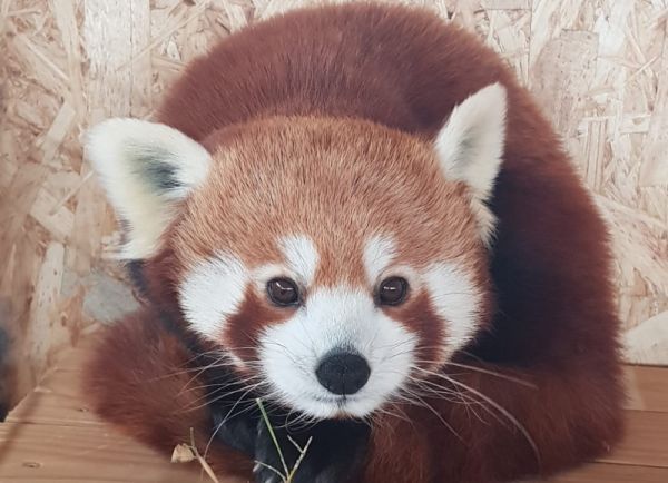 panda rosu