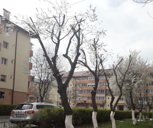 pomi bv