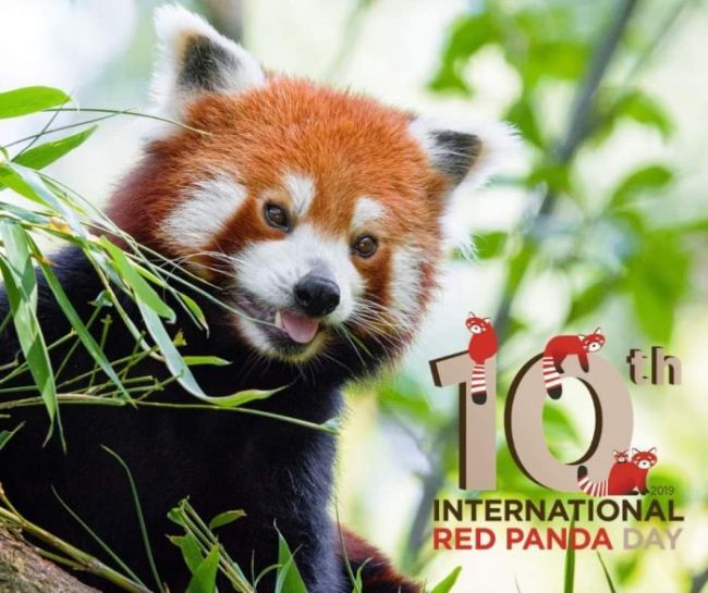 panda rosu