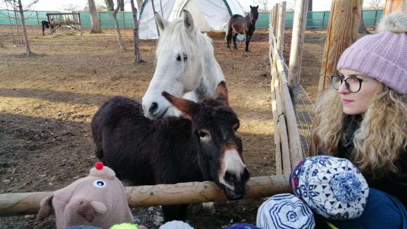 ferma animalelor (2)