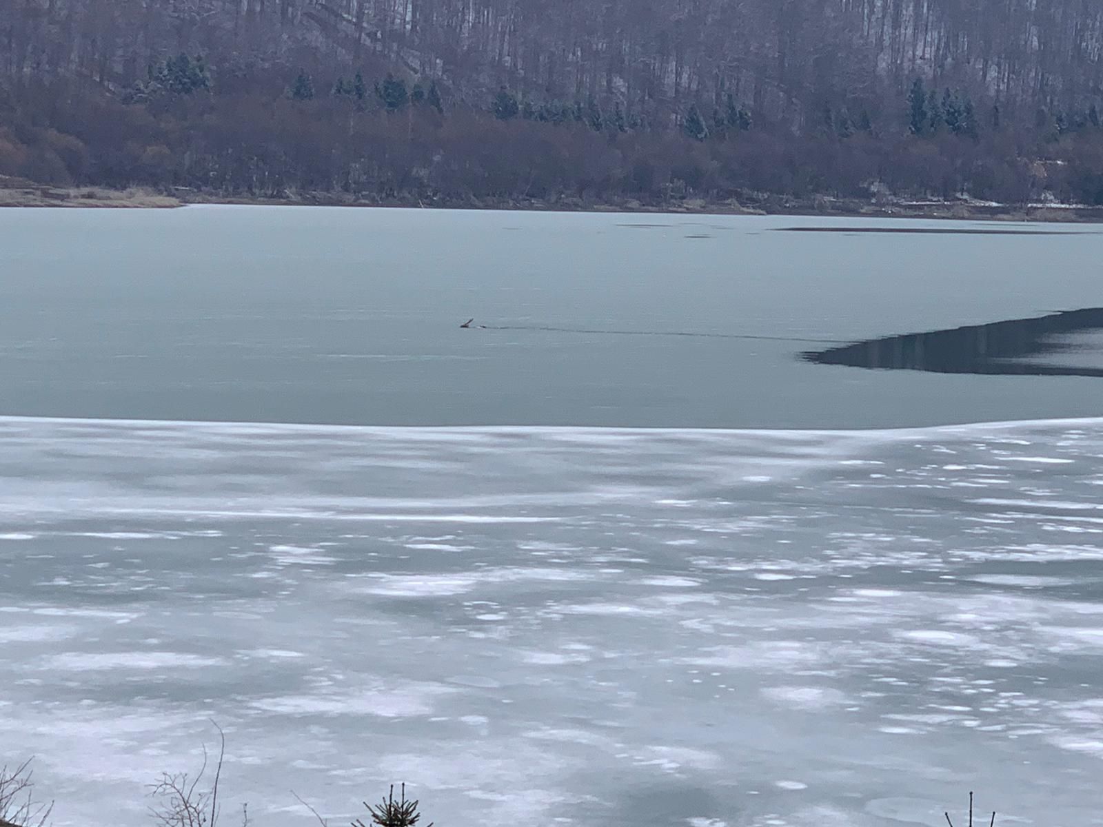 cerb cazut in lac