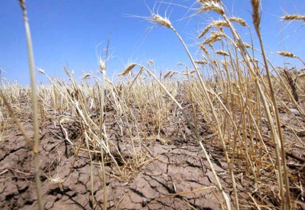 Fermierii vor putea să schimbe destinaţia culturii afectate de secetă