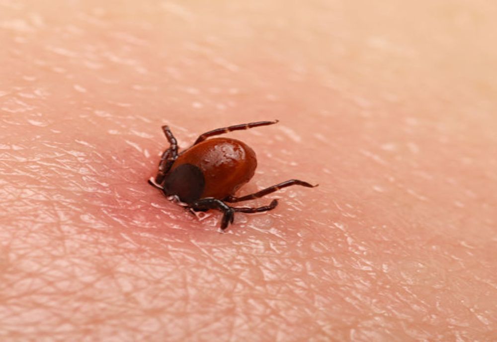Începe sezonul căpușelor! Cum să ne păzim de nesuferitele insecte și ce să facem în cazul în care ne-a mușcat una