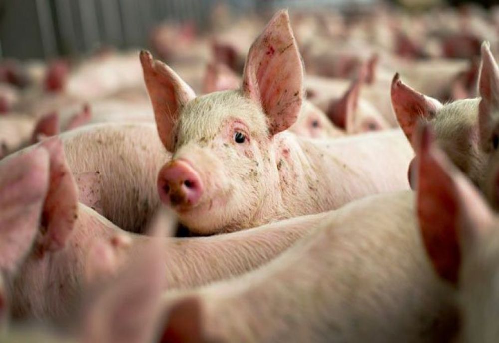 Guvernul interzice gospodăriilor țărănești să mai vândă porci și carne de porc