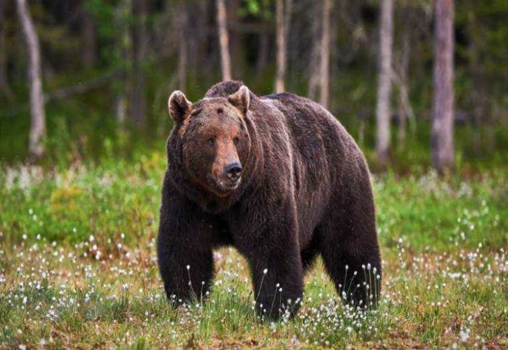 SALVAMONTIST ATACAT DE URS LA PREDEAL. BĂRBATUL SE ÎNDREPTA SPRE CASĂ CÂND A FOST GRAV RĂNIT