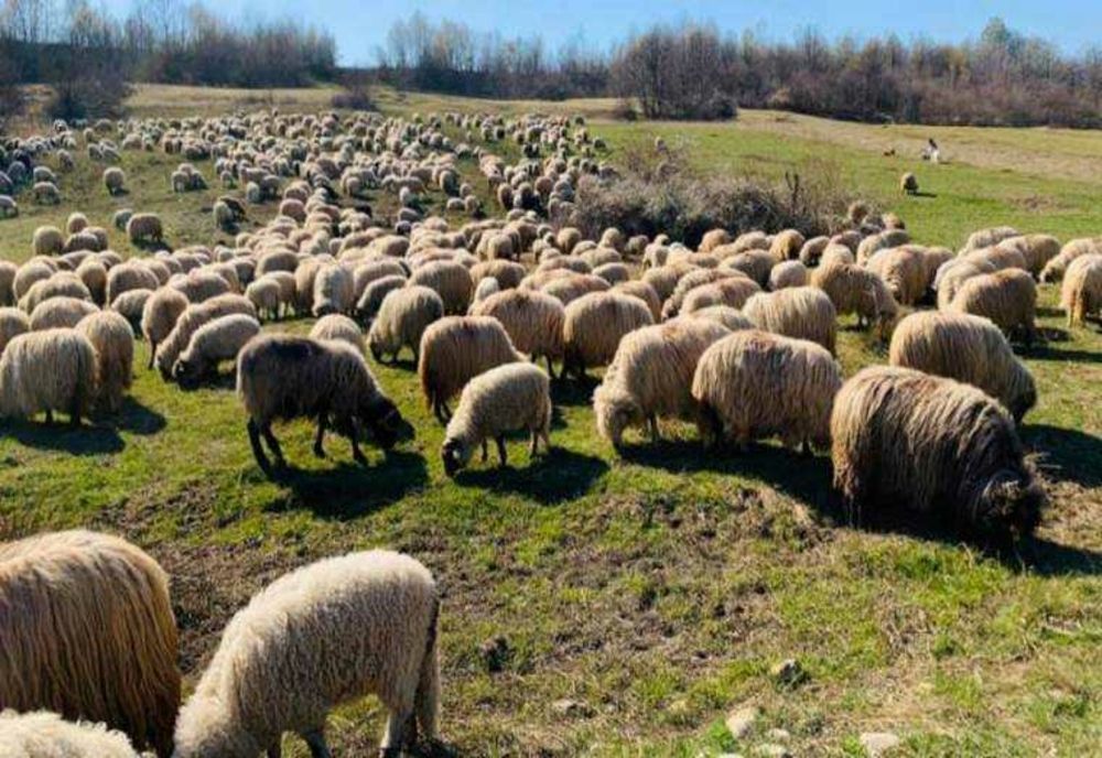 MEDICAMENTELE PENTRU ANIMALE VOR FI DISPONIBILE DOAR CU REȚETĂ. DECIZIA, CONTESTATĂ DE FERMIERI