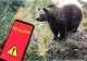 Urs eutanasiat la Râșnov după intrări repetate în gospodării