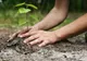 Primăria Brașov va planta peste 1.300 de puieți de arbori, în această primăvară