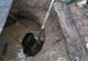 VIDEO+FOTO Cal căzut într-un puț, salvat de pompieri