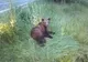 VIDEO+FOTO Urs lovit de mașină, pe DN1, la ieșirea din Brașov