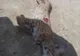 Un nou caz revoltător de violență împotriva animalelor! Pui de râs, omorât după ce a fost chinuit