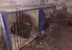 FOTO Două ursoaice chinuite 24 de ani la spectacole de circ vor ajunge la sanctuarul de la Zărnești