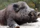 VIDEO Este oficial! Pestă porcină africană, la Brașov
