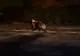 VIDEO Urs filmat, azi-noapte, la Făgăraș