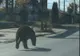 Primele declarații ale persoanelor atacate de urs, la Victoria! Imagini de la locul incidentului