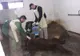 VIDEO Un urs rănit grav de mașină este îngrijit, acum, la Sanctuarul Libearty Zărnești