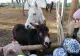 VIDEO + FOTO Ferma educațională a animalelor salvate, proiect inedit, la Brașov