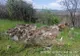 FOTO "Cimitir" de pandemie, la marginea Brașovului