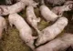 Pericol major în cazul focarului de pestă porcină africană de la Codlea! Peste 200 de porci morți!