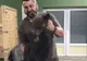 VIDEO Pui de urs adus la sanctuarul de la Zărnești în stare critică