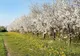 Care sunt cele mai profitabile culturi agricole, în 2020? (P)