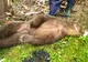 VIDEO Urs prins într-un gard de sârmă ghimpată! A fost eliberat după 4 ore!