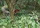 FOTO+VIDEO Pui de urs operat după ce a fost lovit de mașină