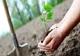 Acțiune de plantare de arbori în cartierul Noua