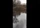 VIDEO Pârâu poluat în județul Brașov!