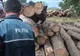 Material lemnos confiscat de polițiști