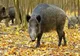 438 de focare de Pestă Porcină Africană active