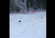 ALERTA EXTREMĂ de URS pe Pârtia Clăbucet, turiștii sunt avertizați să se îndepărteze
