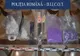 VIDEO 17 percheziții, la Brașov! Polițiștii au ridicat aproape 4.000 de pastile de ecstasy și peste un kilogram de cocaină