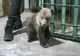 VIDEO Doi pui de urs înfometați au fost aduși, de la Sibiu, la Rezervația Libearty
