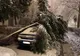 FOTO+VIDEO Incidente în municipiul Brașov, din cauza ninsorii abundente! Mașini avariate de copaci căzuți