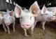 Unele insecte pot transmite virusul pestei porcine africane