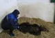 Puiul de urs care intra aproape în fiecare seară în gospodăriile localnicilor dintr-o comună harghiteană a fost adus la sanctuarul Libearty